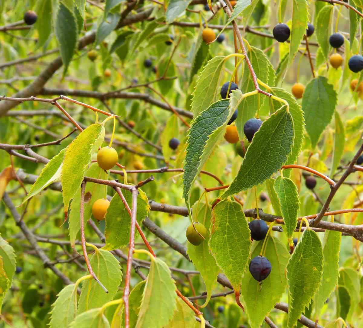 Hackberry - Fruits That Start With H