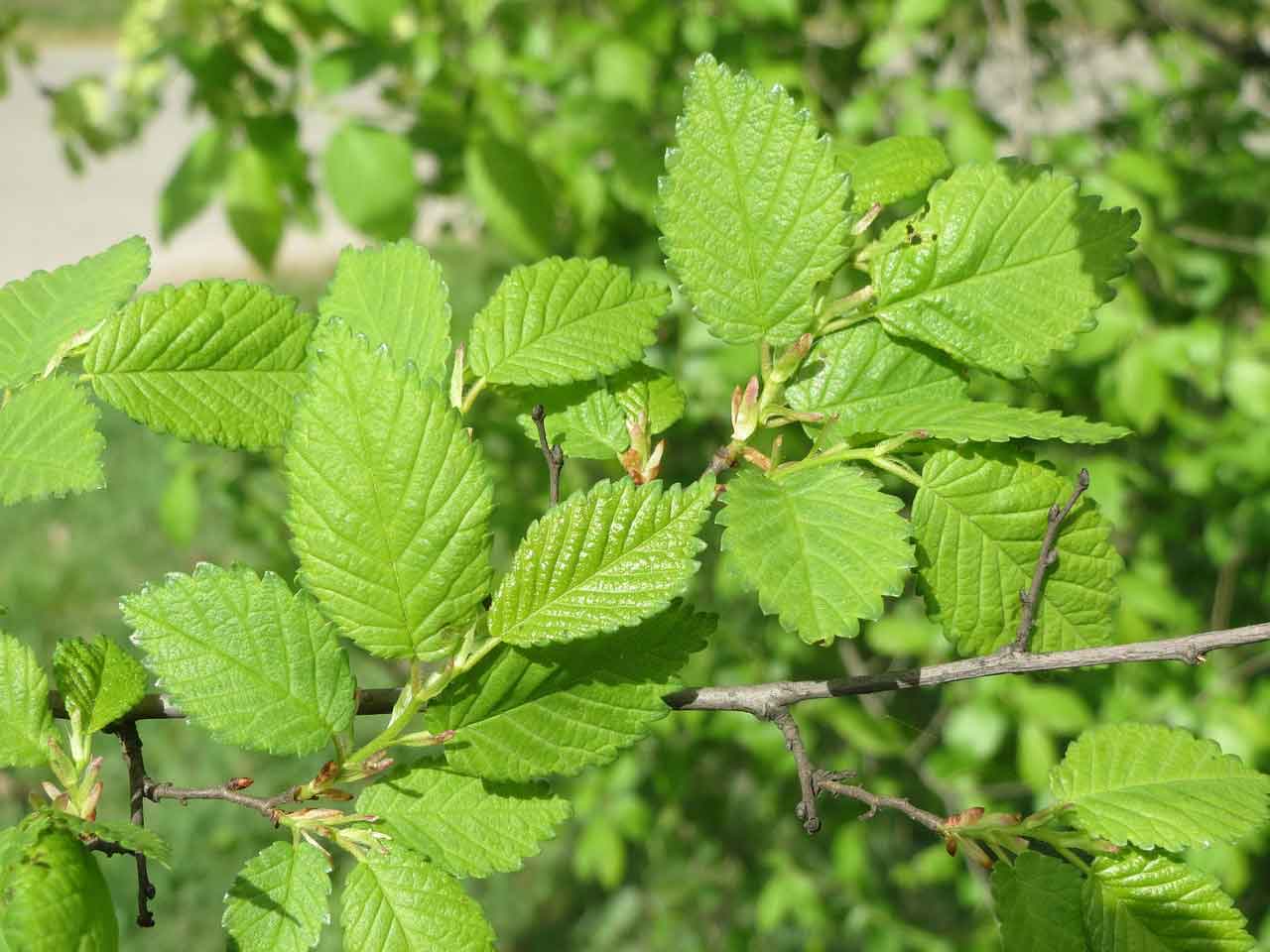 slippery elm (ulmus rubra) - learning stations at ariel foundation